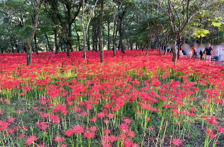 巾着田曼珠沙華まつり