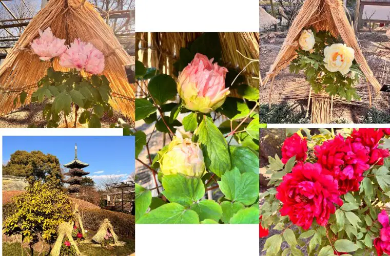 上野ぼたん苑