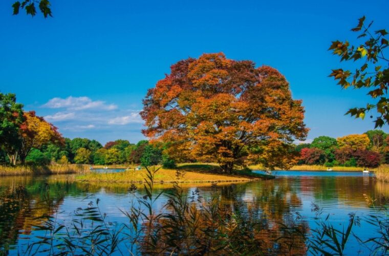 秋の国営昭和記念公園