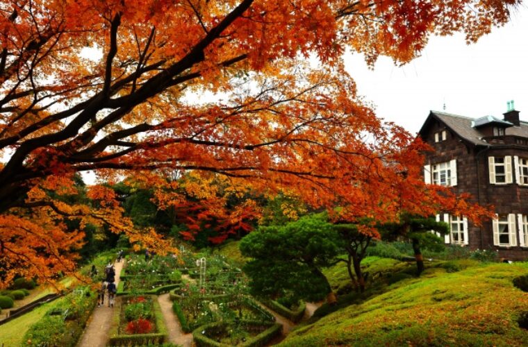 秋の旧古河庭園