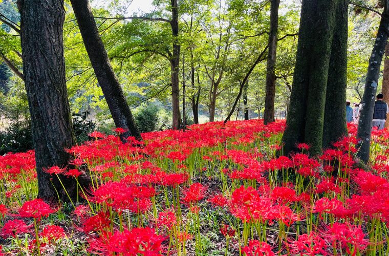 巾着田曼珠沙華まつり
