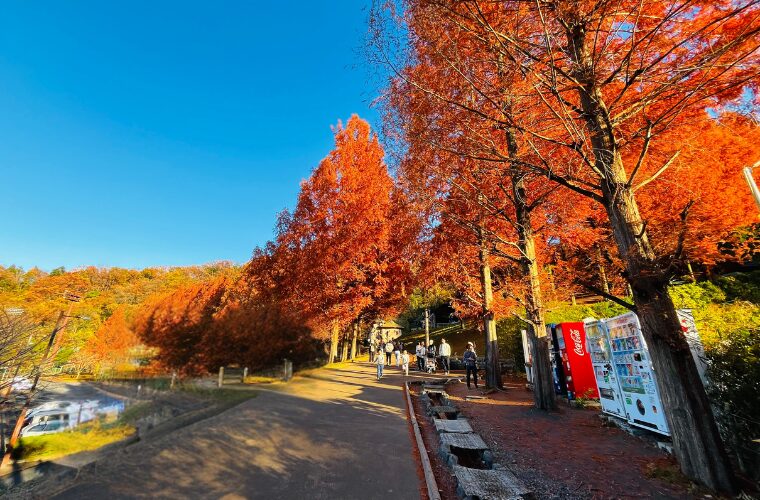 トーベ・ヤンソンあけぼの子どもの森公園の紅葉
