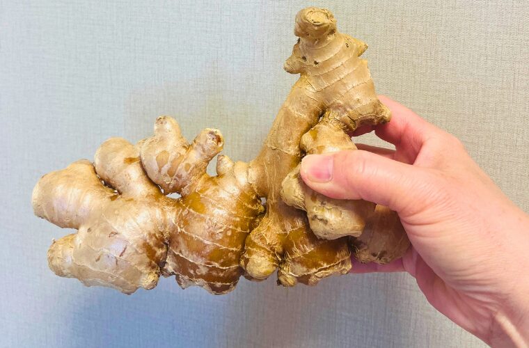 日曜市 巨大生姜