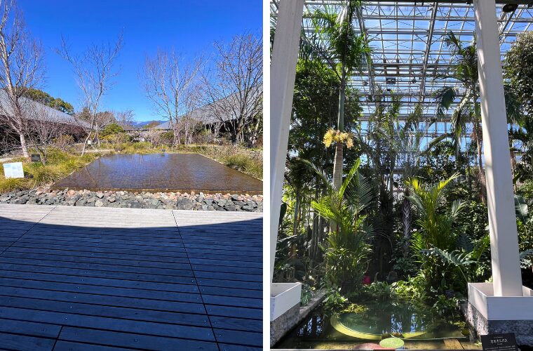 牧野植物園　2枚