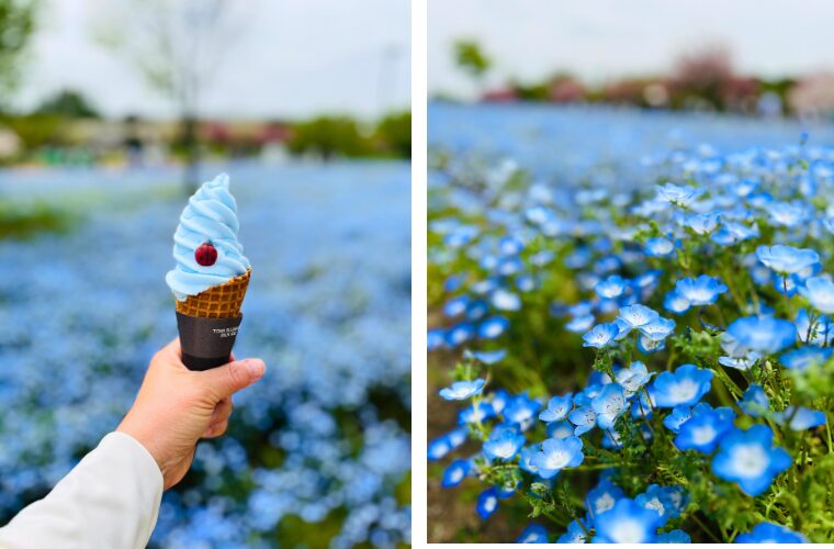 ネモフィラソフト