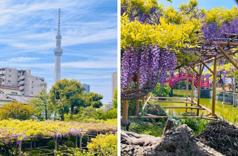 亀戸天神・藤まつり・スカイツリー