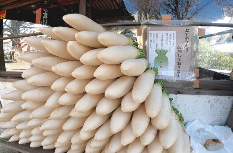 待乳山聖天　お下がり大根
