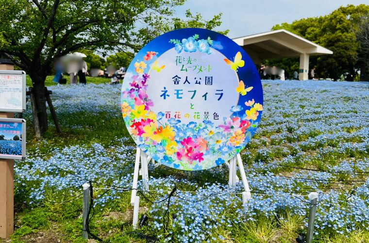 舎人公園・ネモフィラ