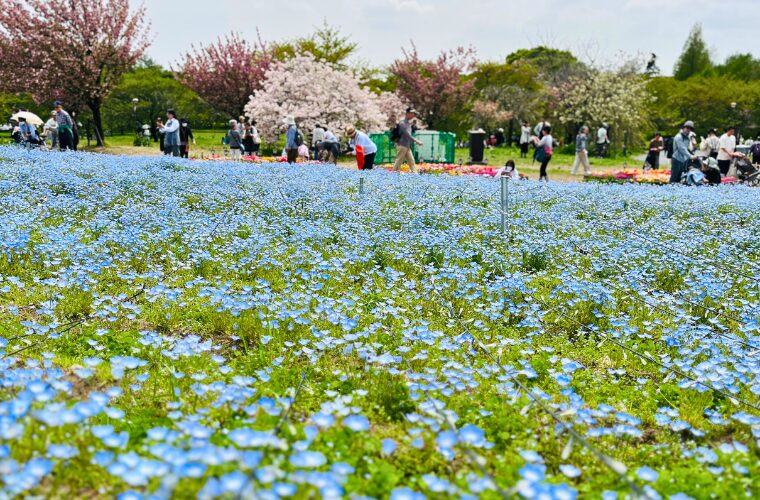 舎人公園・ネモフィラ花壇