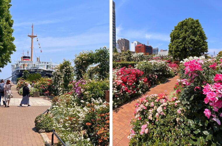 山下公園　未来のバラ園